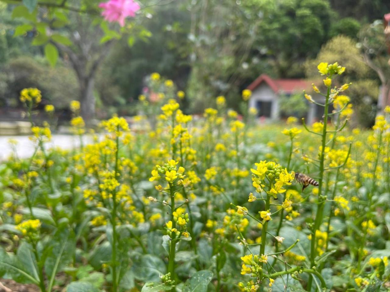 Trang An Green River Homestay Ninh Bình Ngoại thất bức ảnh