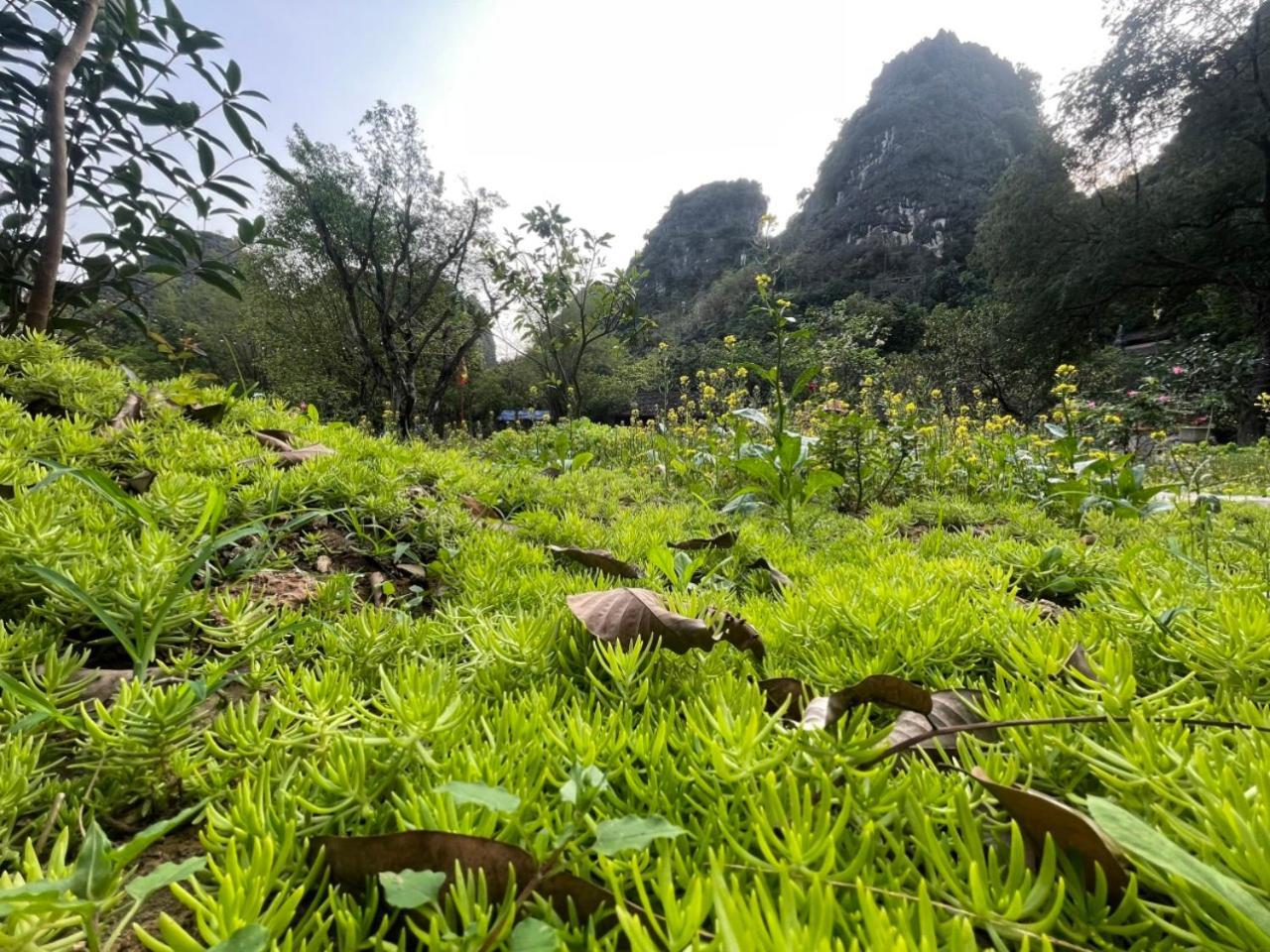 Trang An Green River Homestay Ninh Bình Ngoại thất bức ảnh